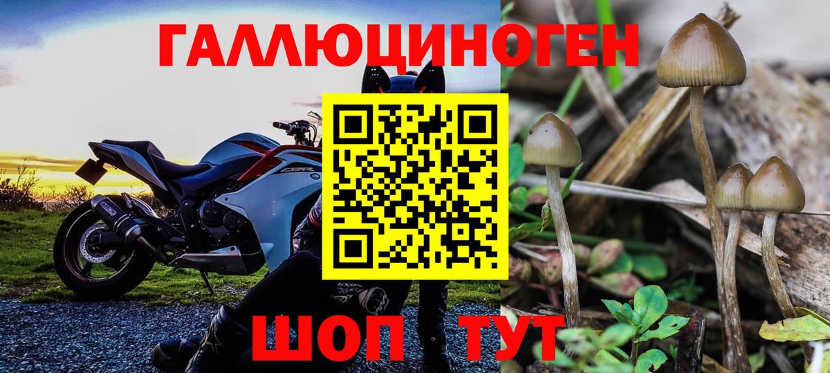 Галлюциногенные грибы Psilocybe  Вход с VPN  наркота  Муравленко 